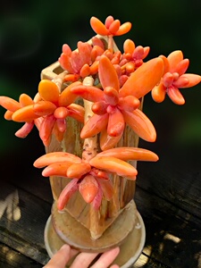 红手指糖果美人多肉植物一物一拍小老桩绿植花卉向阳派多肉园艺.