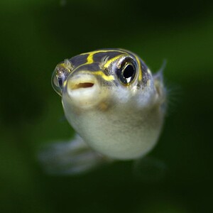 新品豚赏鱼小型淘气宠活物物f水生淡水河观鱼活的气泡鱼