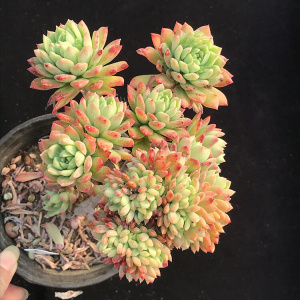 22马库斯缀化 一物一拍 马库斯群生多肉植物g 阳光雨露多肉a.