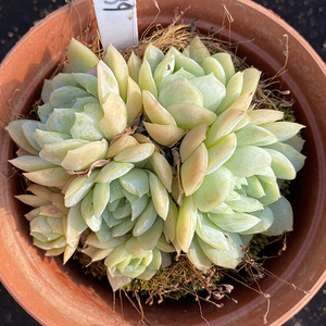 【奶油贝瑞缀化】奶油贝瑞缀化品牌,价格 - 阿里巴巴