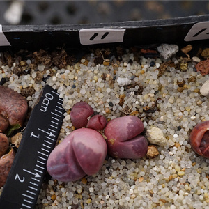 22奔驰锦棒叶缀化变异生石花多肉植c物pp番杏科屁屁肉出没园艺a.