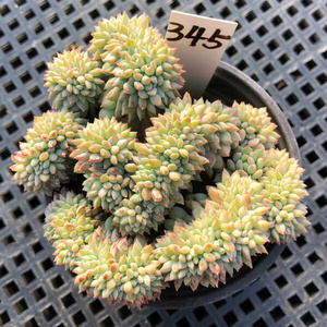 22一物一拍 莱恩小精灵缀化 大群生多肉植c物 阳台庭院绿植花卉a.