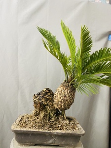 白鳞铁正宗白磷铁树盆景异形白鳞铁盆景多头脱盆邮