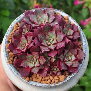 【多头罗西玛 原装盆栽好】稀有贵货圆叶罗西马多肉植物盆栽花卉