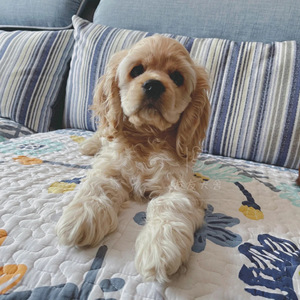 纯种可卡黄黑白花浅色美国可卡犬卷毛中小型英卡幼犬宠物狗狗活体