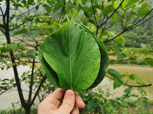 贵州省新鲜桐子叶野生桐油叶桐树叶桐油果玉米麦子粑粑桐树苗现摘