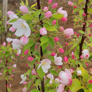 八棱海棠果树苗盆栽地栽南北方种植庭院别墅观赏植物大型风景树