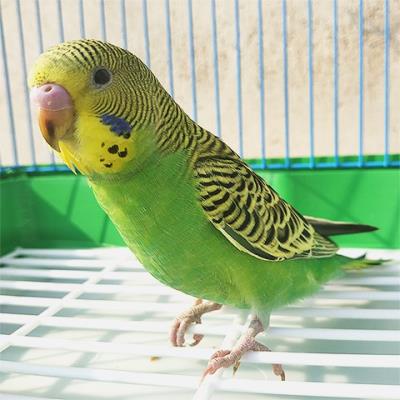 虎皮鹦鹉鸟活体手养说话鸟手玩观赏宠物鸟鸟笼粮可下蛋成年繁殖
