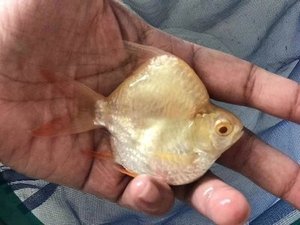 泰国鲫鱼 白子金元宝0号超短身红眼白化鲫 龙鱼虎鱼配鱼