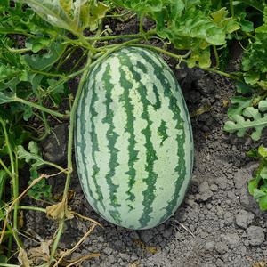 西农八号西瓜种子大果瓜种籽高产四季春秋季南方水果农家蔬菜孑