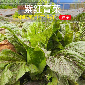 紫红青菜种子红筋青菜四川芥菜种孑宽帮青菜腌制泡酸菜秋季蔬菜籽