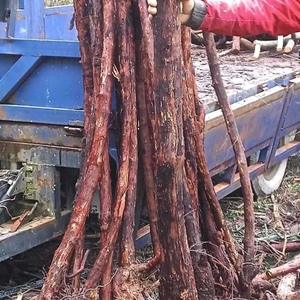 山木香月季花钻木红刺藤山木香月季花蔷薇花钻木玫e瑰花