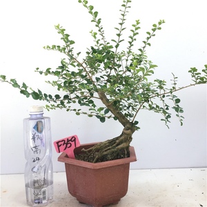 新品海南香兰盆景u名贵树种开花浓香博兰室外阳台新手种植好养盆