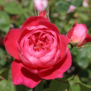 【5加大苗】本杰明欧月包子月季藤本灌木均可