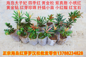 圆叶红芽罗汉松