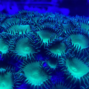 22绿色大眼纽扣 荧光绿水螅 珊瑚海水鱼活体m珊瑚幻彩纽扣 顺丰a.