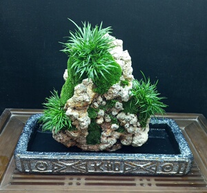 吴定石上水石菖蒲景观水培微型老桩假山绿植物附石盆景花卉盆栽