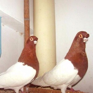 鸽子活体观赏鸽两头乌信鸽两头红成绩种鸽蛋鸽子种蛋 鸽子蛋2枚