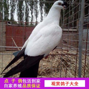 活物铁翅点子铜翅点子铜翅乌鹰嘴平头凤头小嘴点子鸽活体观赏鸽子