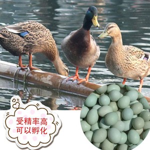 农家散养可孵化金定麻鸭蛋鸭受精种蛋青皮蛋水鸭种蛋10枚包邮