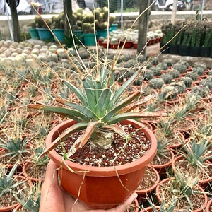 实生光山 仙人球开黄花超大多肉植物四大名球趣味迷你桌面盆栽