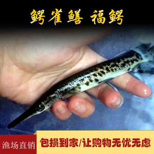 鳄雀鳝福鳄活体长嘴尖嘴鳄鱼淡水冷水火箭大型凶猛观赏鱼宠物鱼苗