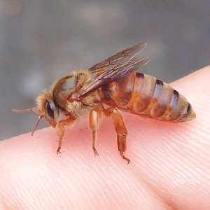 中蜂蜂王阿坝双色金色处女王包邮活到手出台发货新品促销热卖中