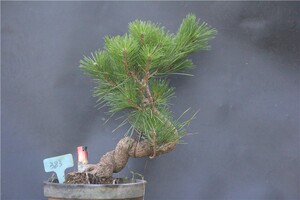 【白皮松造型盆景】白皮松造型盆景品牌,价格 - 阿里巴巴