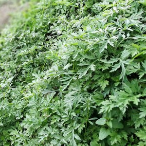 300人付款淘宝做清明果的草青艾新鲜食用蔬菜现摘青