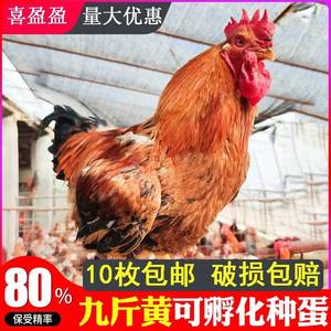 大种九斤红鸡种蛋受精蛋九斤黄红玉土鸡大型种鸡蛋可孵化可长10斤