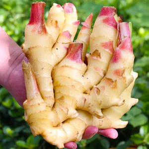 农家现挖鲜生姜新鲜腌制糖醋红芽沙姜腌嫩姜牙5斤泡姜新姜小黄姜