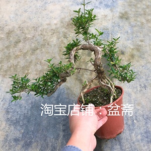 悬崖式盆景植物l悬崖福建茶榆树六月雪雀梅对节白蜡榔榆造型盆栽