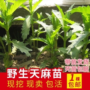 天麻种植苗纯正天然新鲜种子自然地笋苗种地栽夫麻中药材天麻苗