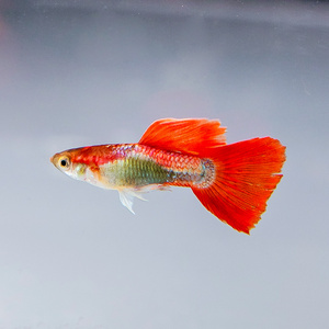 大极品孔雀鱼黄金玻璃体蓝草尾色妖姬g观赏鱼好养活鱼鱼苗金鱼活