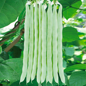 中蔬种业 白不老白芸豆摘不败白不老豆角种子四季豆籽