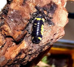 鼠妇宠物活物易养奶牛橘化黄斑斑马观赏虫迷你活体懒人宠物好繁殖