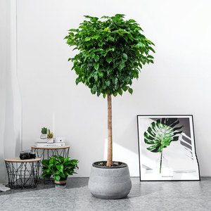 上海大幸福树盆栽植o物大型招财绿植办公室内客厅室外阳台绿宝观