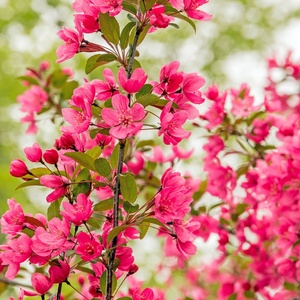 红千鸟海棠花苗盆栽 日本长寿冠海棠花卉m观花植物盆景庭院阳台