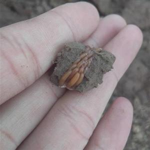 蚂蚱卵东亚飞蝗