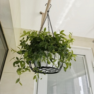 吊兰花盆垂吊悬挂绿萝