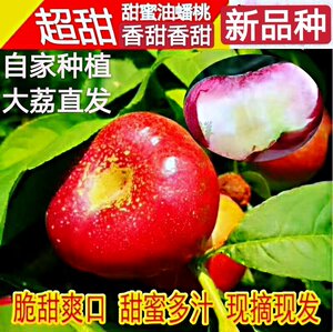 日本购特级大荔潘油桃陕西蟠桃纽扣油蟠桃油桃新鲜水果果园现摘直
