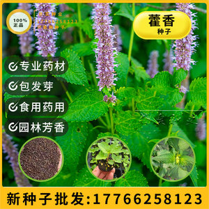藿香种子四季药食芳香广藿香草种籽五香叶野味植物种室外驱蚊蔬菜