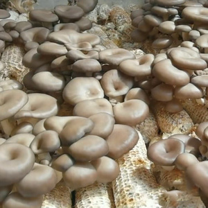 新款玉米芯棒种植蘑菇菌种栽培家庭养殖食用平菇猴头接种diy三级