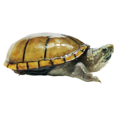 头盔龟乌龟活物双头龟玛塔龟龟稀窄桥龟苗有龟p檀菜龟吃香龟白化