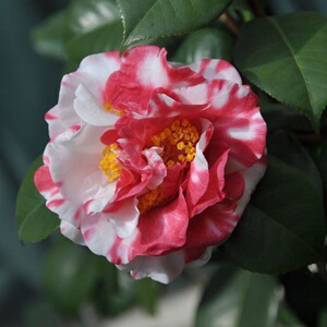 花露珍花蝴蝶茶花院经典华东茶花四季常青植物r阳台庭苗花卉绿植