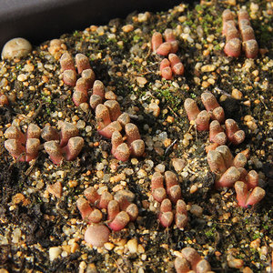 火柴头肉锥 白花迷你高阶肉锥 稀有品种 番杏科肉锥花属多肉植物