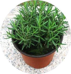 盆栽植物去蚊草