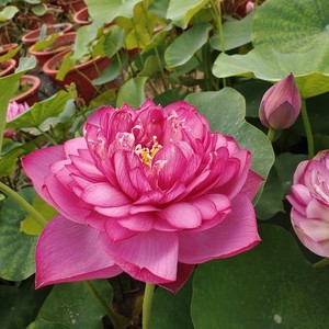 【红裙】小微型碗莲种藕.盆栽根茎荷花水生花卉庭院阳台