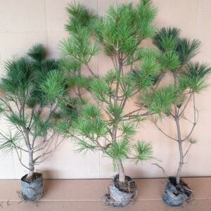 华山松树苗华山松迎客松大阪松小苗五针松盆景造型素材黑松苗庭院