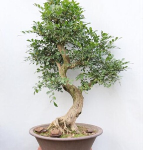 新品九里香盆景盆栽花卉绿植室内庭院阳台九里香老树桩文人造型盆